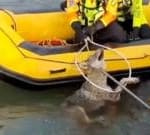Watch: Moment wolf rescued from canal in northern Italy