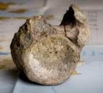 First dinosaur bone from Antarctica found in a drawer