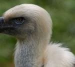 Vultures are disappearing in Nigeria – but the ‘Vulture King’ is fighting to reverse the trend