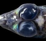 Spectacular images reveal unique sea creatures and corals off Caribbean islands