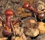 One ant for 0: The new frontier of wildlife trafficking