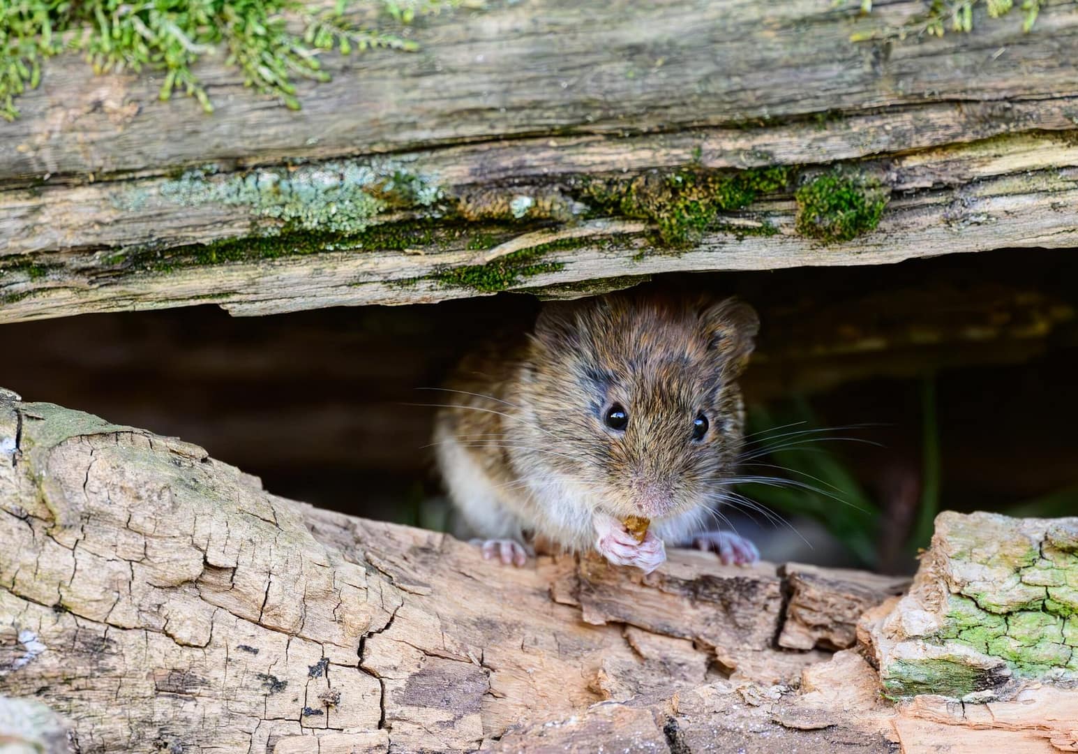 Hantavirus on cruise ship confirmed as rare type that can spread human-to-human Gabrielle Emanuel Hantavirus on cruise ship confirmed as rare type that can spread human-to-human Gabrielle Emanuel