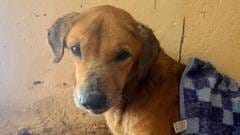 BBC uncovers the scammers exploiting dogs to elicit donations from animal lovers BBC uncovers the scammers exploiting dogs to elicit donations from animal lovers