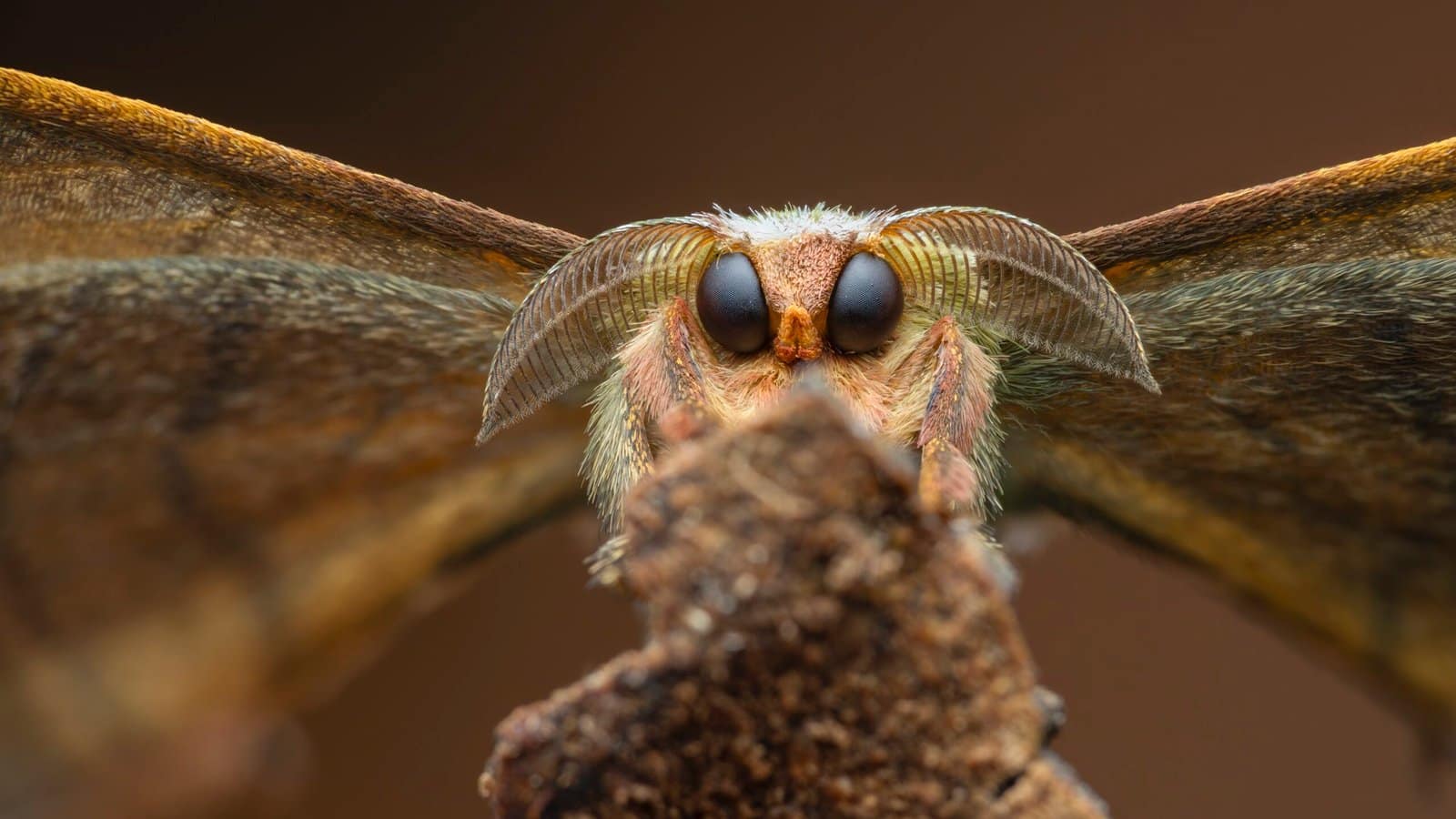 Winners of the 2025 Close-Up Photographer of the Year
