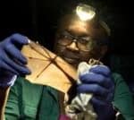 Nigerian wins global prize for trying to save bats in a country that shuns them