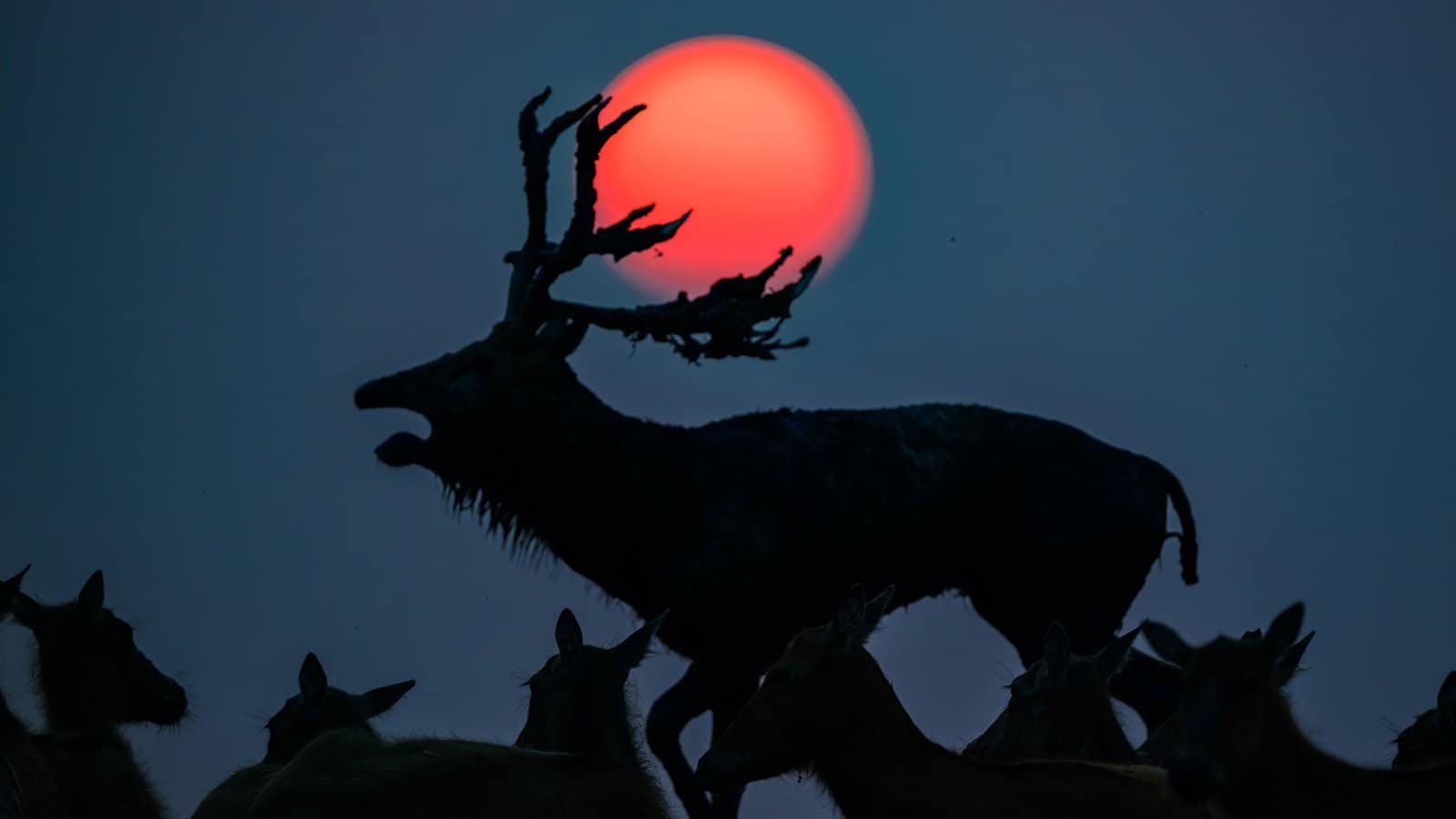 Winners of the 2026 Sony World Photography Awards Open Competition