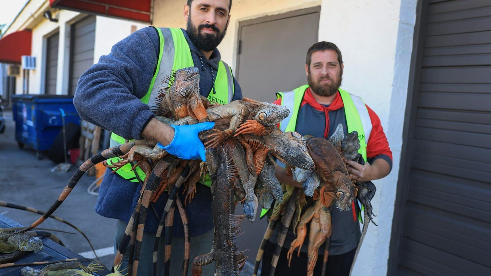 It’s So Cold in Florida Iguanas Are Falling Out of Trees