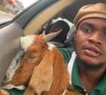 How a goat given as a graduation gift went viral