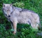 Poisoning suspected in deaths of 18 wolves in Italian national park